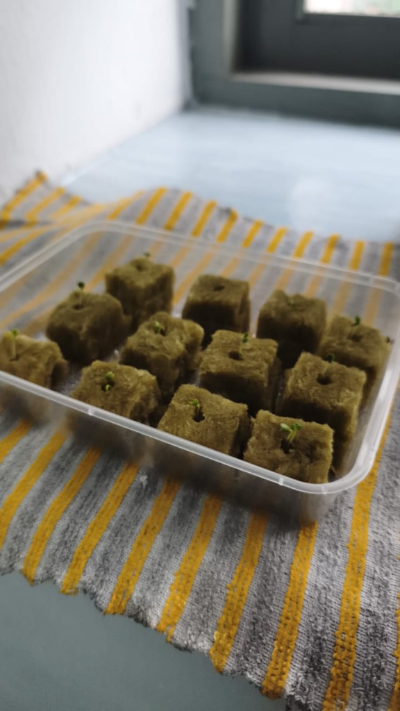 Semaian Pak Choy Hari Ke-3