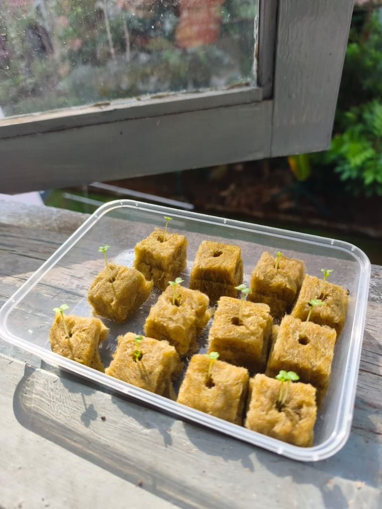 Semaian Pak Choy Hari Ke-4